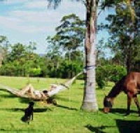 Neds Bed Horse O Tel - Darwin Holiday