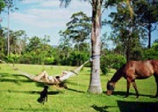 Neds Bed Horse O Tel - Darwin Holiday 0