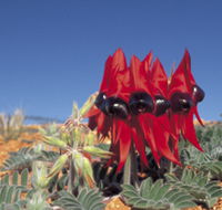 Andamooka Motel - Darwin Holiday