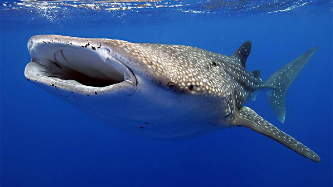 Exmouth Holiday Homes - Darwin Holiday 0