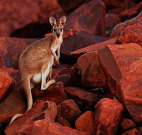 Dampier Mermaid Hotel Motel