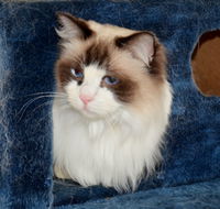 Crufts K9 Lodge amp Cat Hotel