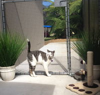 Caringbah Cat Hotel - Darwin Holiday