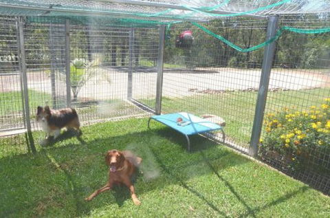 Wingham Pet Motel - Darwin Holiday 1