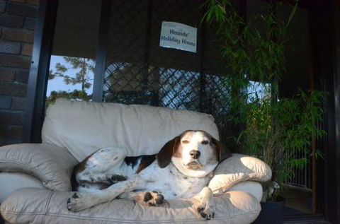 Wingham Pet Motel - Darwin Holiday 3