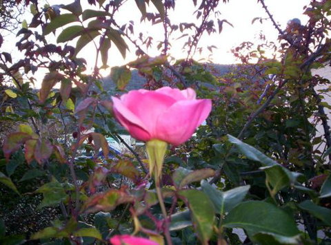 Colonial Motel Omeo - Darwin Holiday 6