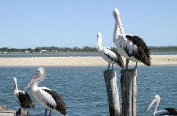 Tuncurry Sunset Motel - Darwin Holiday 3