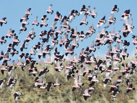 Copley SA Darwin Holiday