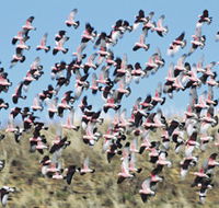 Copley Caravan amp Cabin Park - Darwin Holiday