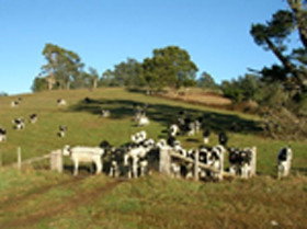 St Columba Cottage - Darwin Holiday 0