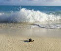 Heron Island Resort - Darwin Holiday 4