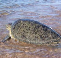 Mackerel Islands - Darwin Holiday