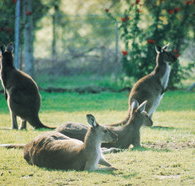 Tangkuinya - Darwin Holiday