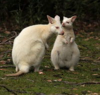 Captain Cook Holiday Park