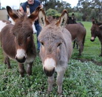 Donkey Tales Farm Cottages - Darwin Holiday