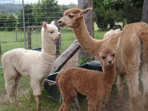 Fernridge Farm Cottage - Darwin Holiday 7