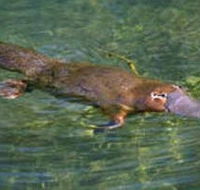 Eilean Donan Gardens