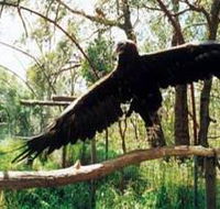 Curlew Hill Sanctuary - Darwin Holiday