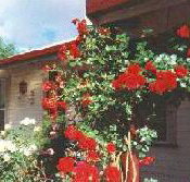 Rose Cottage Bed And Breakfast - Darwin Holiday