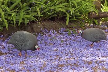 The African Cottage - Darwin Holiday 15