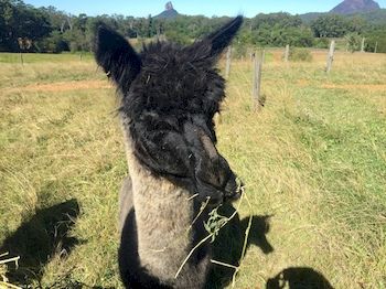 Blackwattle Farm B&B And Farm Stay - Darwin Holiday 4