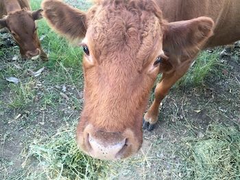 Blackwattle Farm B&B And Farm Stay - Darwin Holiday 5