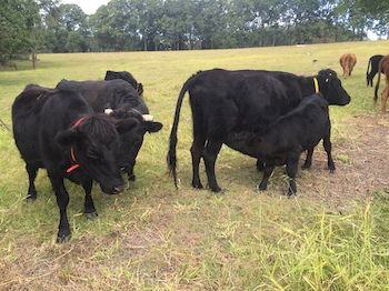 Blackwattle Farm B&B And Farm Stay - Darwin Holiday 8