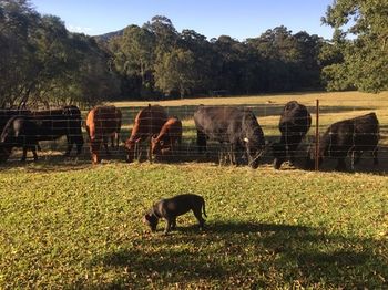 Blackwattle Farm B&B And Farm Stay - Darwin Holiday 13