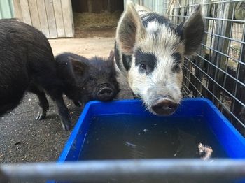 Blackwattle Farm B&B And Farm Stay - Darwin Holiday 14