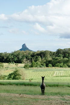 Blackwattle Farm B&B And Farm Stay - Darwin Holiday 38