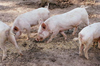 Blackwattle Farm B&B And Farm Stay - Darwin Holiday 40