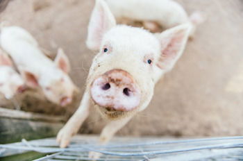 Blackwattle Farm B&B And Farm Stay - Darwin Holiday 41
