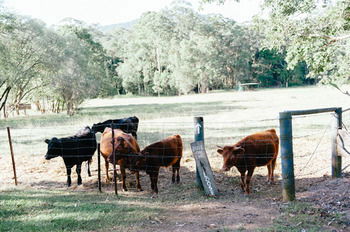 Blackwattle Farm B&B And Farm Stay - Darwin Holiday 44