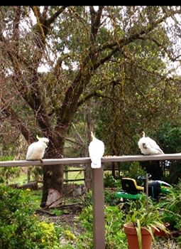 Australian Home Away @ Wonga Park Brushy Creek - Darwin Holiday 0