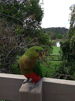 Australian Home Away @ Wonga Park Brushy Creek - Darwin Holiday 2