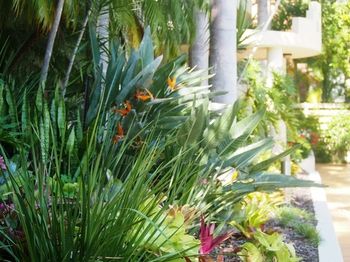 Mirra Chana - Darwin Holiday 11