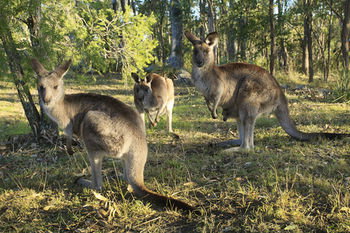 Eagleview Resort - Darwin Holiday 42