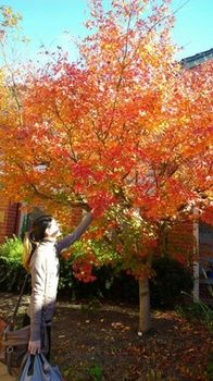 Australian Home Away @ Box Hill 21 - Darwin Holiday 15