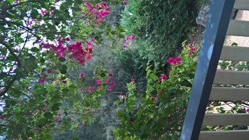 Linley House Bed & Breakfast - Darwin Holiday 30