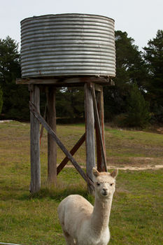 Seclusions Blue Mountains - Darwin Holiday 6