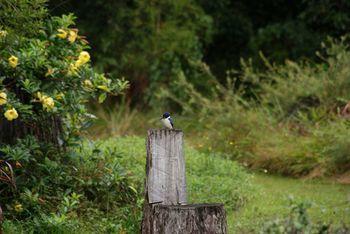Kingfishers Manor @ Noosa - Darwin Holiday 32