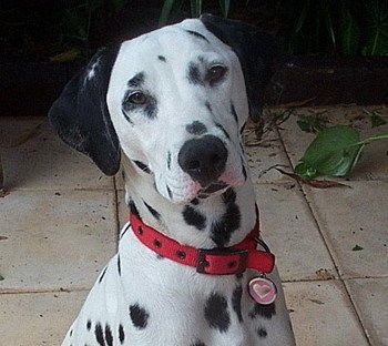 Tantarra Bed And Breakfast - Darwin Holiday 17