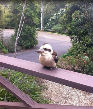 Avoca Beach Hotel & Resort - Darwin Holiday 49