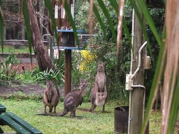 Jervis Bay Cabins - Darwin Holiday 6