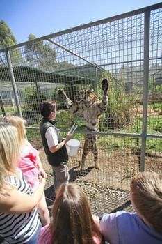 Billabong Camp, Taronga Western Plains Zoo - Darwin Holiday 10
