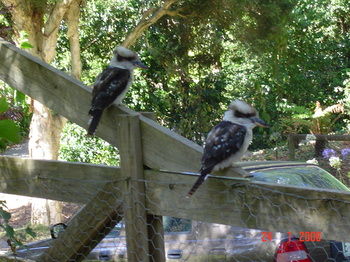 Stones Throw Cottage Bed & Breakfast - Darwin Holiday 4