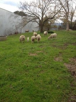 Yering Farm Wines - Darwin Holiday 9