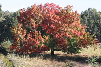The Barn At Charlottes Hill - Darwin Holiday 7
