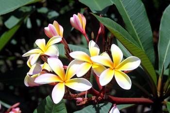 Phoenix Eumundi Bed & Breakfast - Darwin Holiday 13