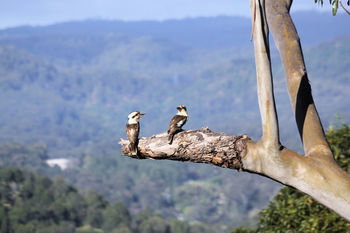 Phoenix Eumundi Bed & Breakfast - Darwin Holiday 18